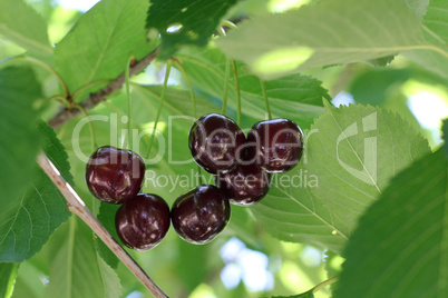 Black cherries on a tree