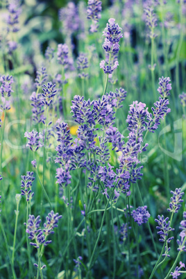 Lavender in the wild (toned)