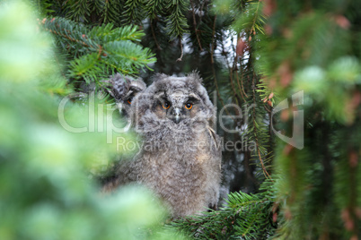 Young owl on a pine tree
