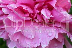 Beautiful pink peony with rain drops