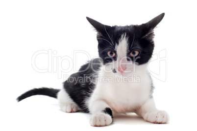 black and white kitten