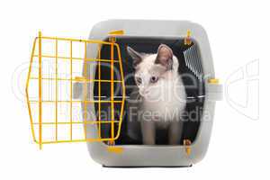 kitten in pet carrier