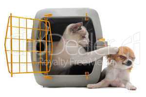 kitten in pet carrier and chihuahua