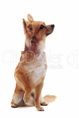 brown chihuahua