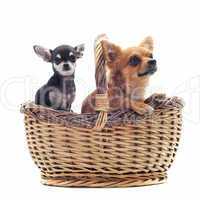 chihuahuas in a basket