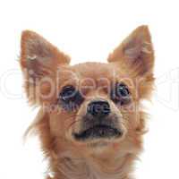 head of chihuahua