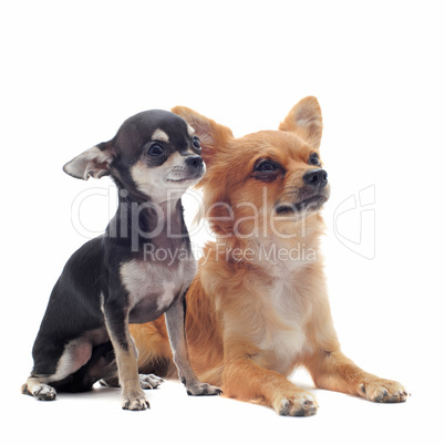 puppy and adult chihuahuas