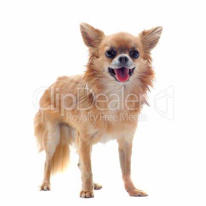 brown chihuahua