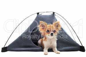 puppy chihuahua in camp tent