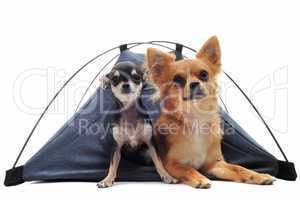 puppy and adult chihuahuas in tent