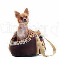 travel bag and chihuahua