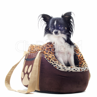 travel bag and chihuahua