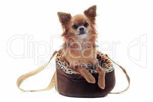 travel bag and chihuahua