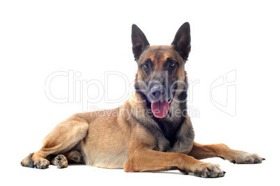 malinois