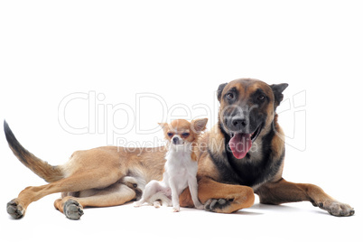 chihuahua and malinois