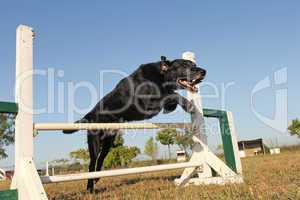 labrador retriever in agility