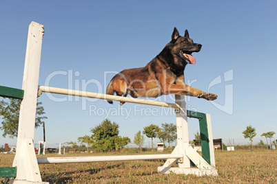 jumping malinois jumping malinois
