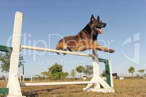 jumping malinois