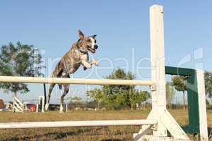 jumping whippet