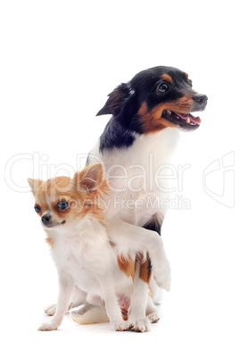 puppy chihuahua and jack russel terrier