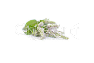 Mint leaves with the flowers on a branch