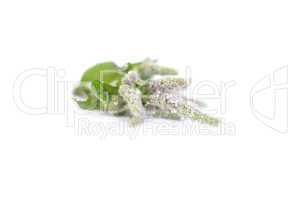Mint leaves with the flowers on a branch