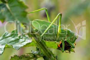 Great singing grasshopper eating bug