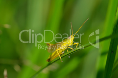 Beautiful little grasshopper