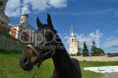 A horse on a background Elias Church