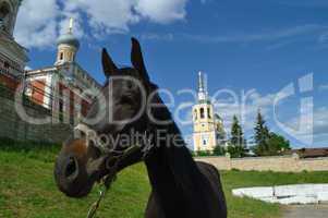 A horse on a background Elias Church