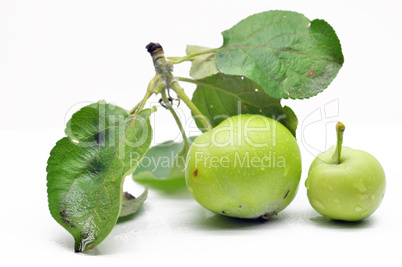 Immature green apple on a branch