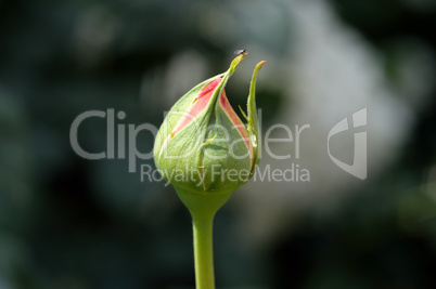 Chinese Dragon of boxwood