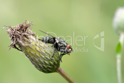 A large flesh-fly
