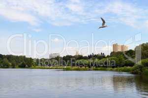 Seagull flies over Moscow's pond i