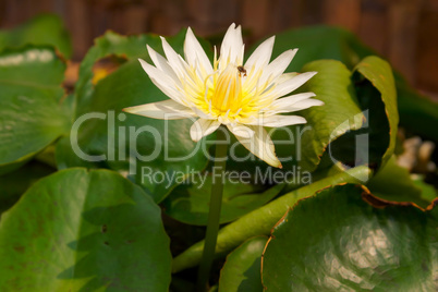 Blooming lotus flower