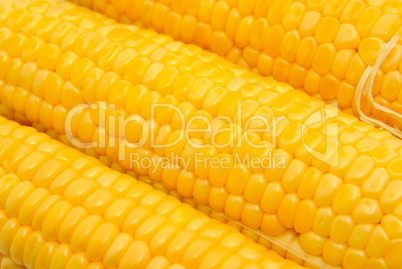 Corn on the cob