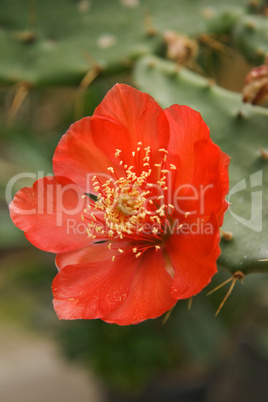 Opuntia bergeriana