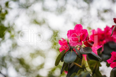 Roter Rhododendron "Nova Zembla".
