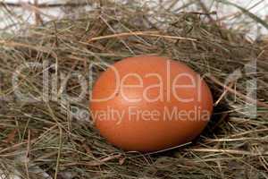 Chicken egg in nest