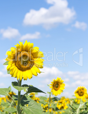 Three Sunflower