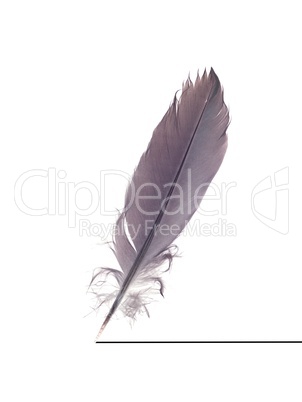 Feather