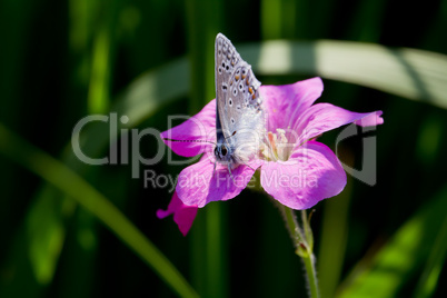 Blue Butterfly sitting on flower