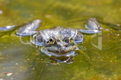 Frog in closeup