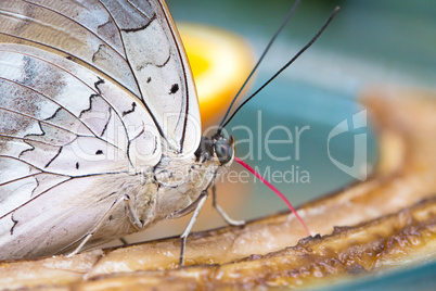 Beautiful Butterfly closeup