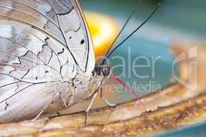 Beautiful Butterfly closeup