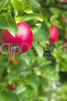 Saftige rote Äpfel frisch vom Baum