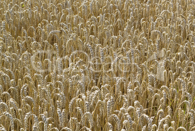 Hintergrund - Das Goldene Kornfeld