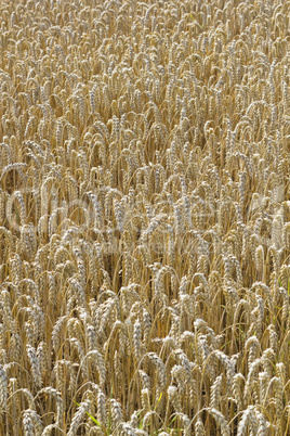 Hintergrund - Das Goldene Kornfeld - Vertikal