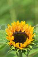 Sonnenblumen Bokeh