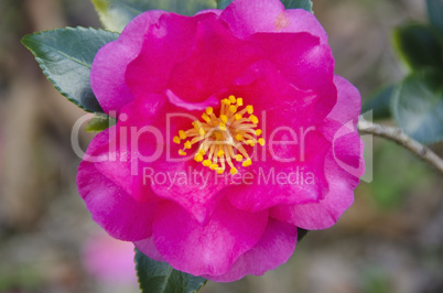 Japanese Camellia, Camellia japonica